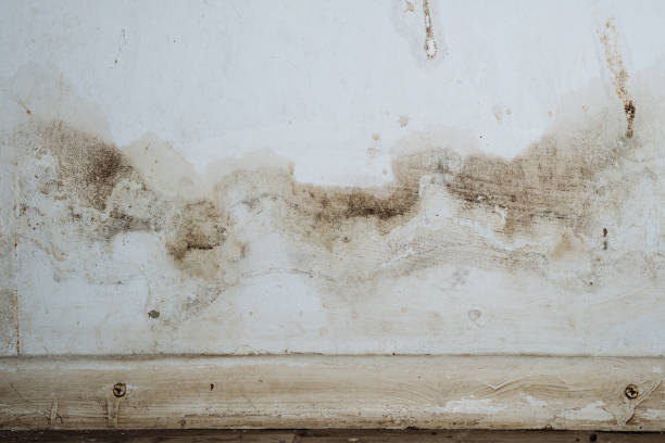 Why You Should Choose Our Mold Remediation Services in Scottsville, KY